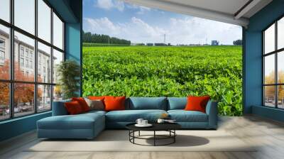  Peanut Field, Peanut plantation fields. Wall mural